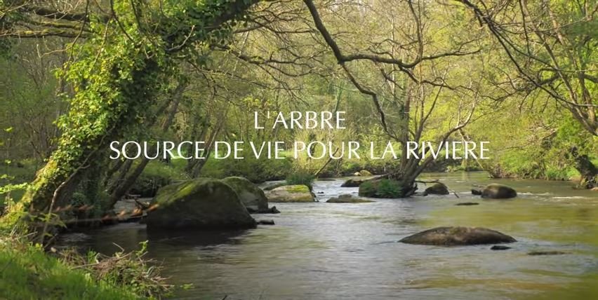 L’arbre, source de vie pour la rivière