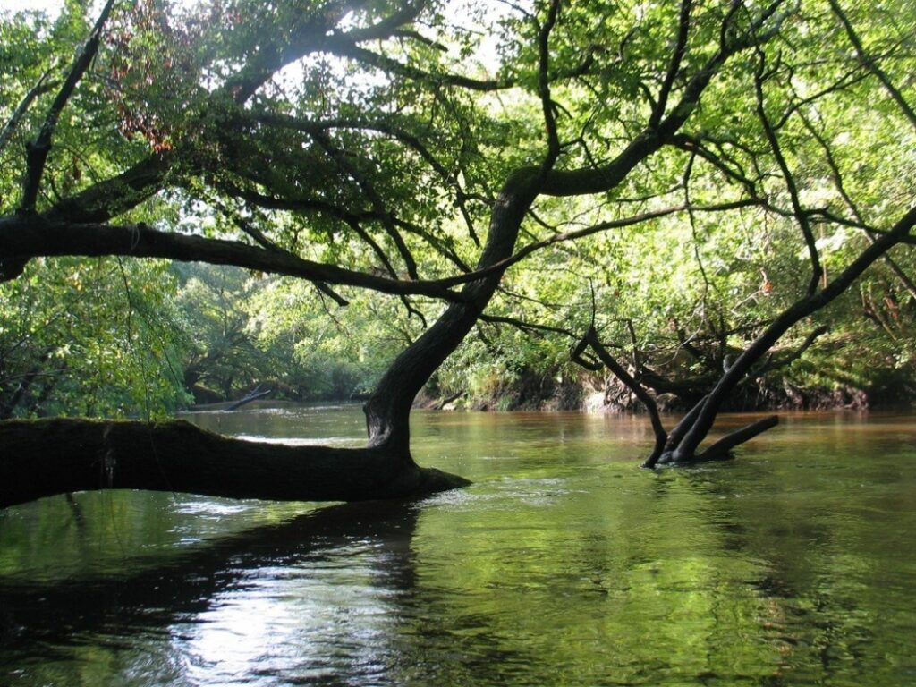 photo de la Grande Leyre