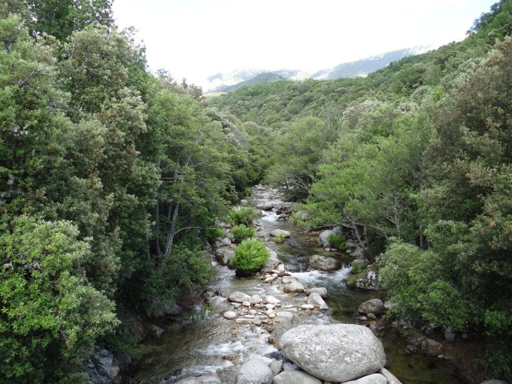 Image du Taravo