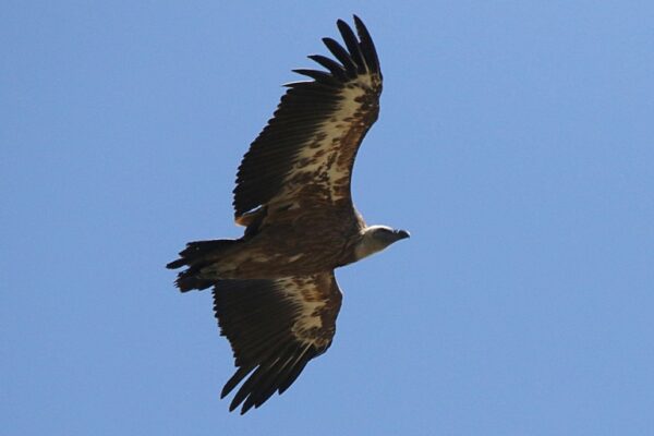 photo d'un aigle