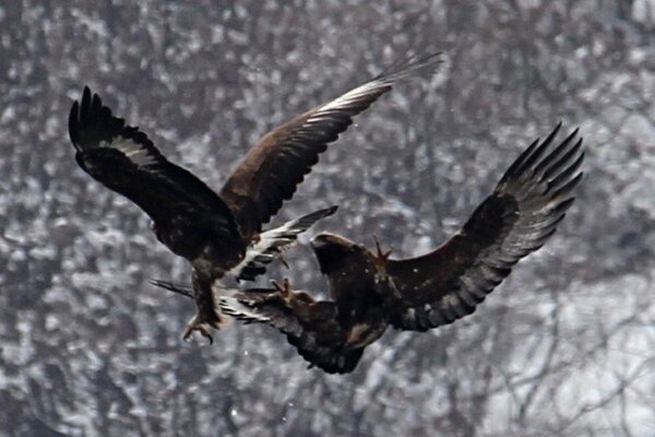 photo de deux aigles