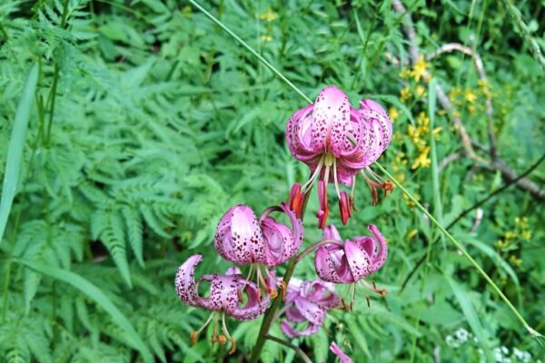 photo d'un Lilium Martagon - par Rivières Sauvages