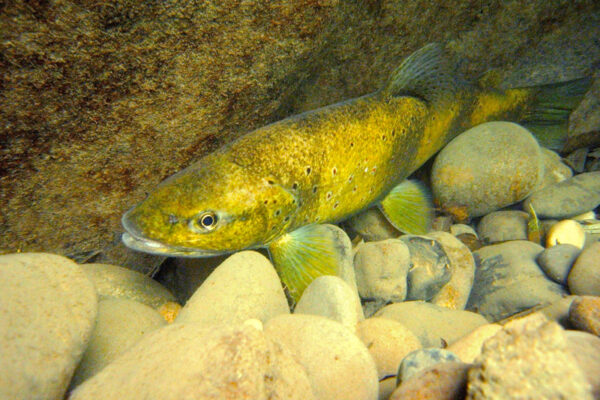 Grosse truite fario se reposant parmi les galets, au fond d'un torrent.
La couleur des truites est variable selon les individus et va du jaune au brun foncé.
Truite fario
Salmo trutta fario