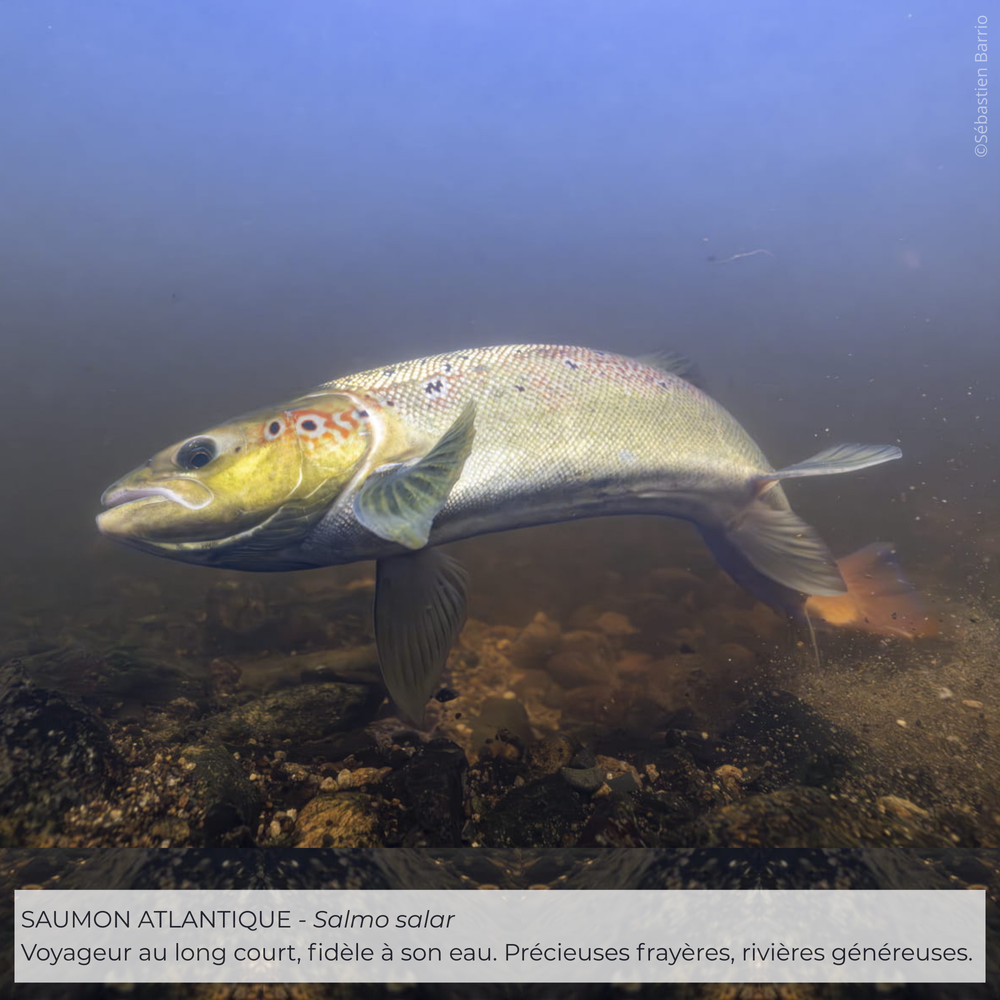 En 2025, participez à la préservation des Sites Rivières Sauvages