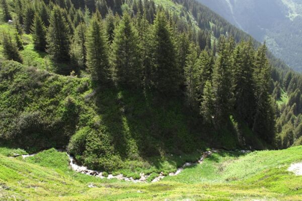 la Rossa à l'entrée de la forêt