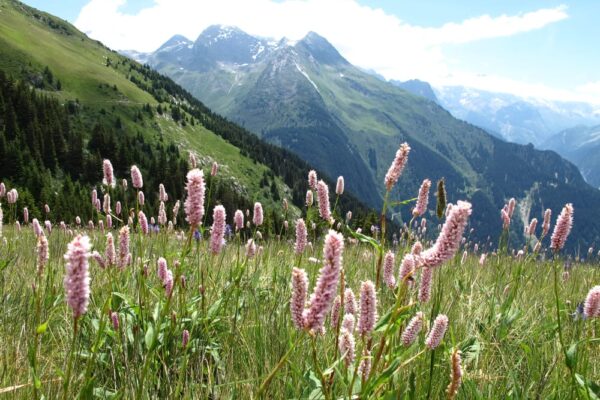 remous_cc_ARRS (4)